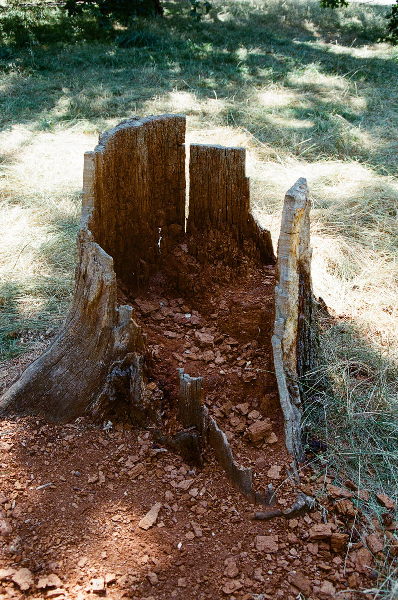 The Fallen