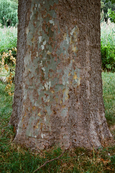Natural Tree Rubber