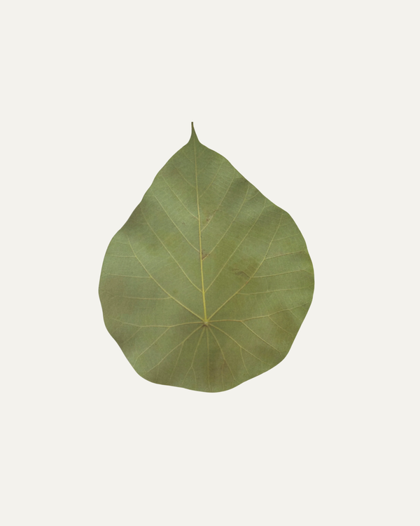 Sustainability and Growth, can they co-exist?